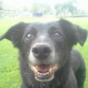 Meet your Posher, Bill